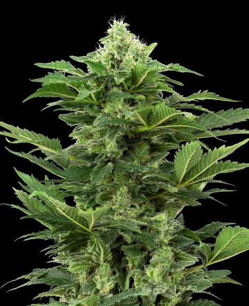 Sensi Seeds - Afghan Pearl CBD Auto